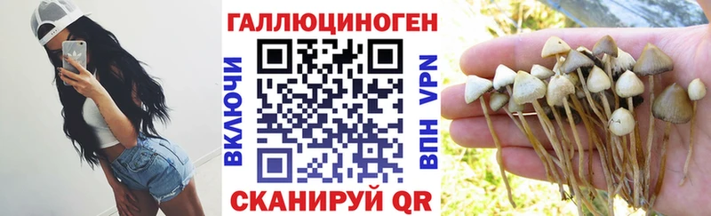Купить Ветлуга Псилоцибиновые грибы Psilocybe